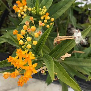 Meet your Posher, Shelby